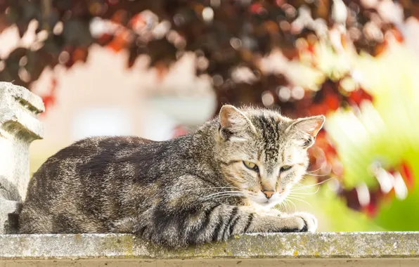 Cat, eyes, cat, look