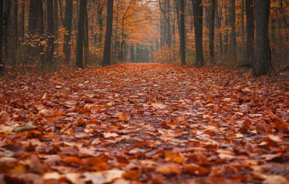 Road, autumn, forest, trees, Park, glade, foliage, falling leaves