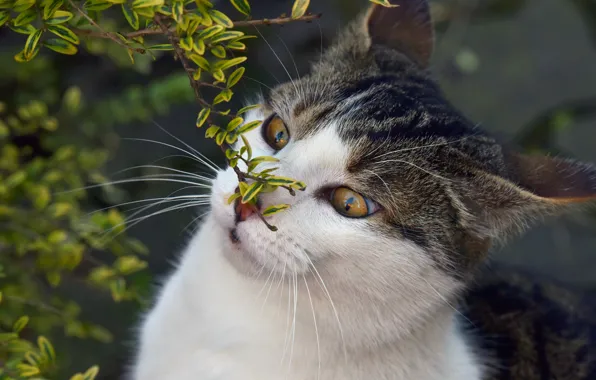 Picture cat, eyes, cat, face, leaves, branches, nature, background