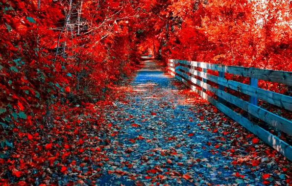 Picture autumn, forest, leaves, trees, Park, the bridge, path, the crimson