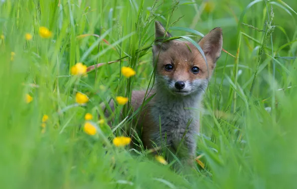 Grass, drops, flowers, portrait, baby, Fox, face, Fox