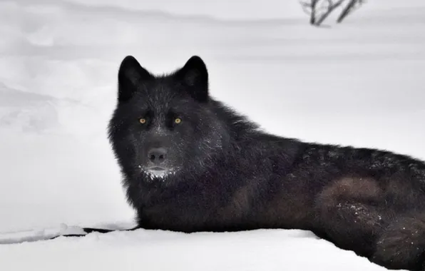 Nature, predator, animal, wolf, wildlife, portrait, portrait., Canis lupus. face