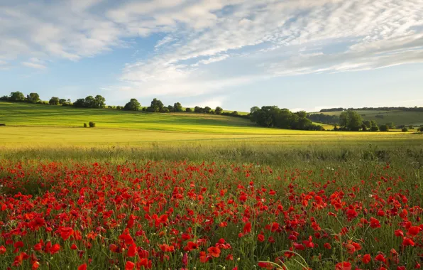 Picture field, summer, Maki