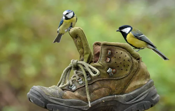 Birds, pair, shoes, Tits, Shoe