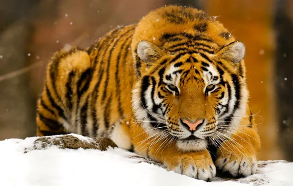 Winter, snow, tiger, predator, red, beast
