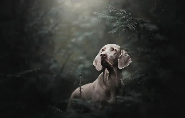 Forest, rain, spruce, dog, The Weimaraner, Weimar pointer