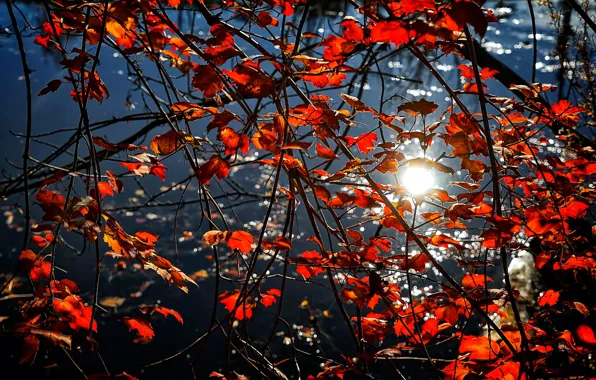 Picture autumn, leaves, water, branches, reflection, the crimson