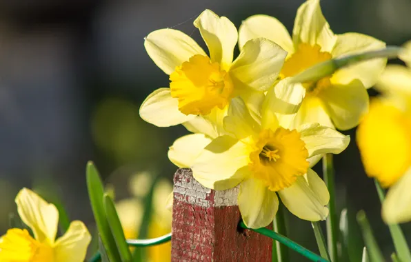 Picture Bokeh, Bokeh, Daffodils, Yellow flower, Daffodils, Yellow flower