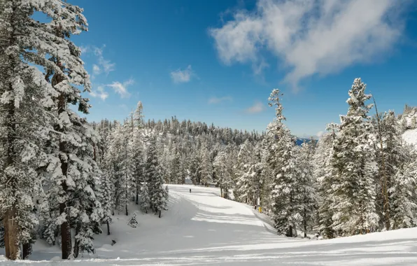 Winter, forest, snow, trees, mountains, lake, tree, forest