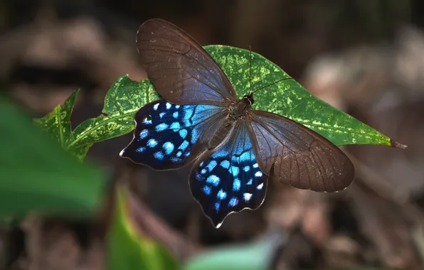 Macro, the dark background, butterfly, leaf, brown-blue