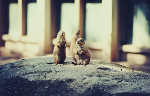 Macro, sweetheart, gopher, whiskers