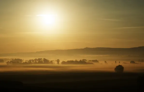 The sun, trees, fog, dawn, view, field, morning