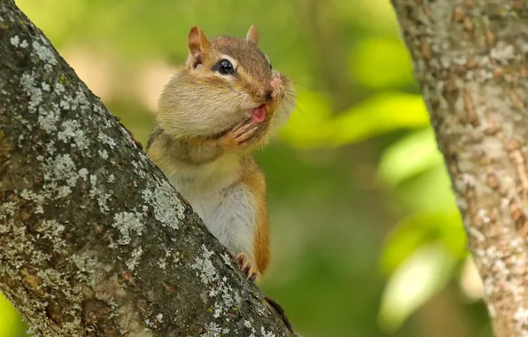 Picture tree, Chipmunk, rodent, animal