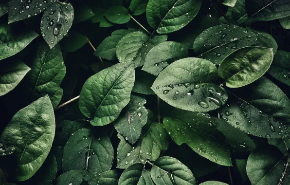Macro, Leaf, Drops, Leaves, Green, Plants, by Sohail Na