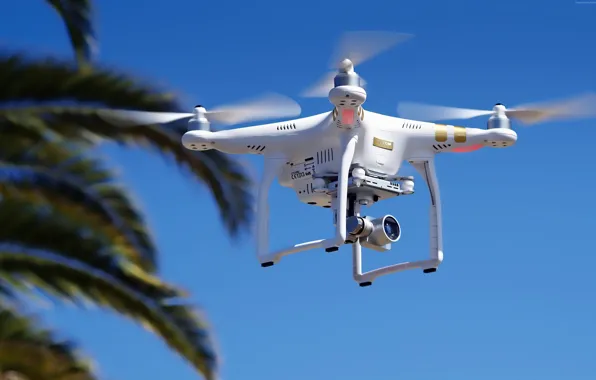 Picture Phantom, white, palm tree, drone, high tech, quadcopter, DJI Phantom 3