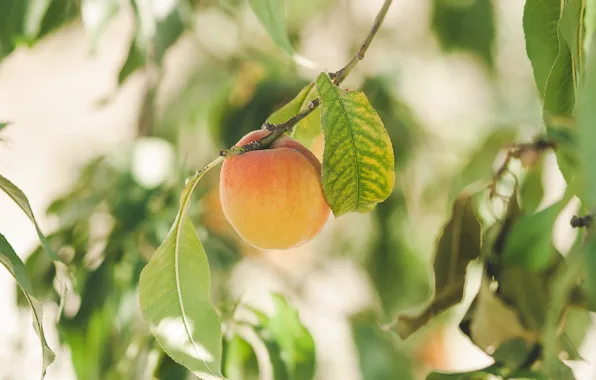 Picture leaves, nature, branch, fruit, apricot, ripe fruit