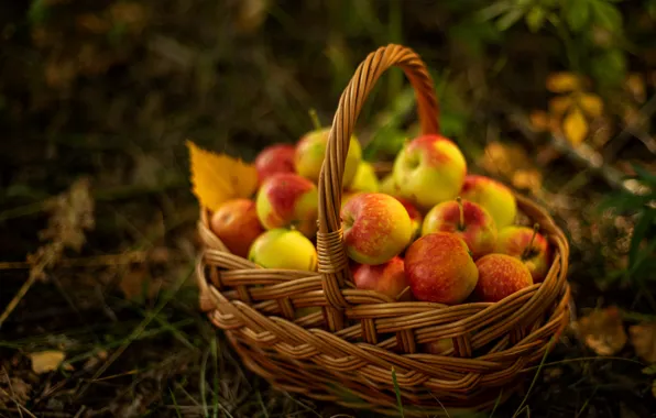 Picture yellow, apples, garden, fruit, basket