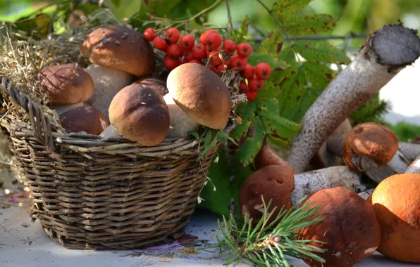 Basket, mushrooms, Rowan, mushrooms
