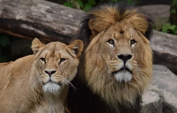 Picture Leo, pair, lioness