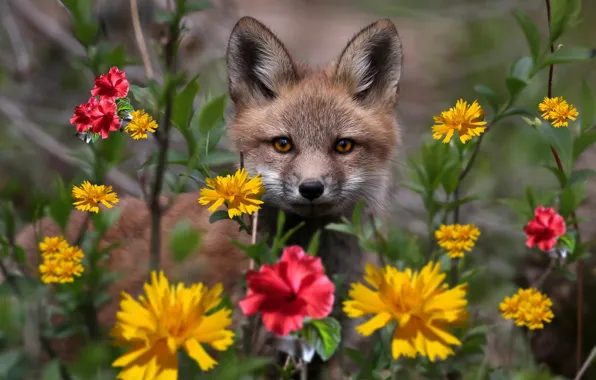 Picture look, flowers, Fox
