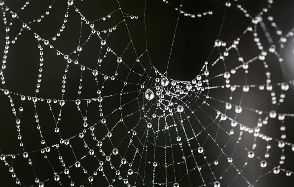 Drops, macro, background, web