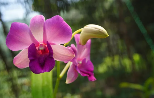 Picture macro, petals, Orchid