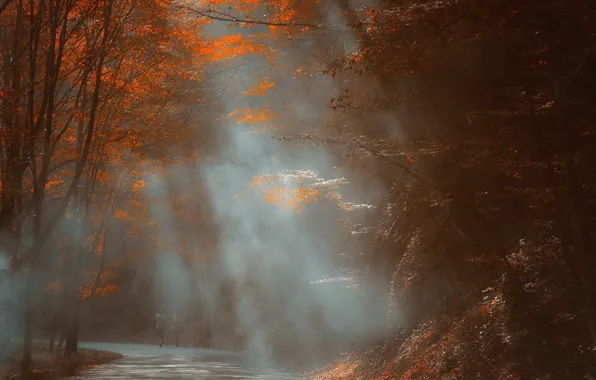 Picture autumn, nature, fog, Park