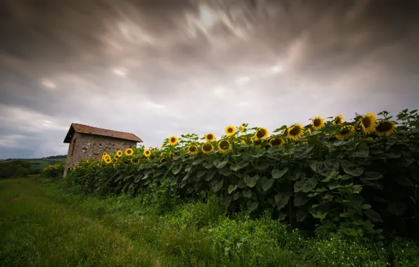 Picture field, sunflowers, nature