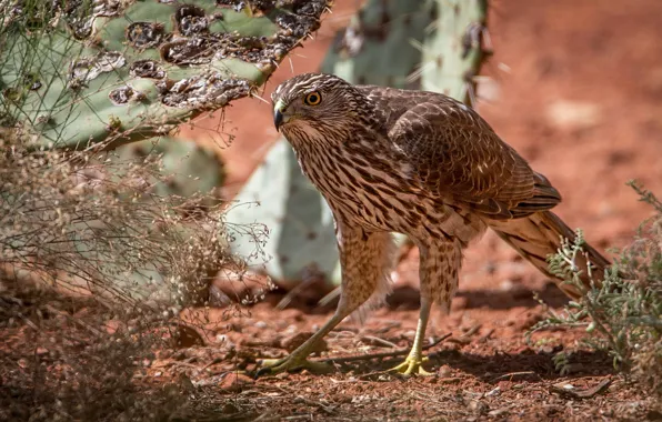 Bird, predator, beak, striped hawk