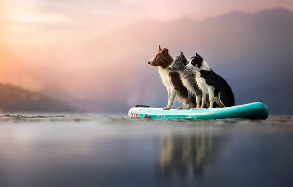 Dogs, boat, pond