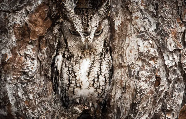 Picture tree, owl, disguise