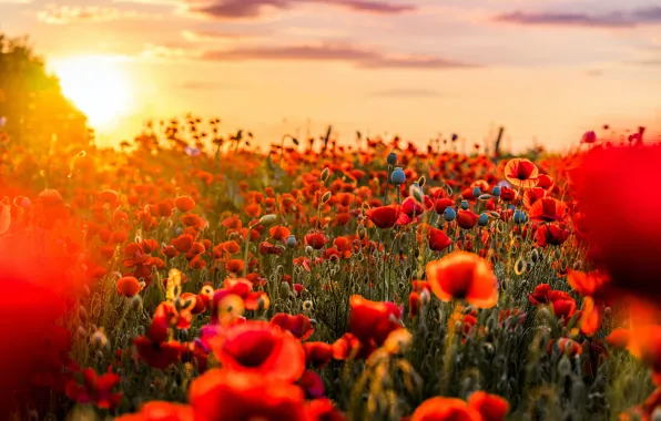 Summer, the sun, sunset, flowers, nature, bright, Maki, red