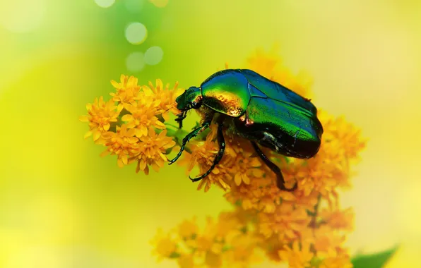 Summer, macro, flowers, yellow, green, background, beetle, insect