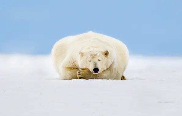 Ice, the sky, snow, Alaska, polar bear, Beaufort Sea, Arctic National Wildlife Refuge