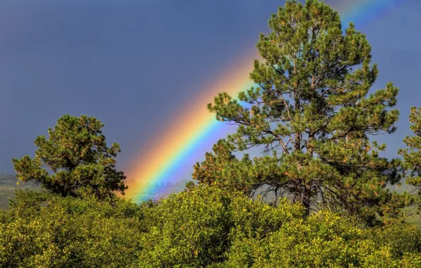 Picture the sky, trees, rainbow