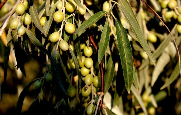 Greens, summer, leaves, the sun, Tree, olives