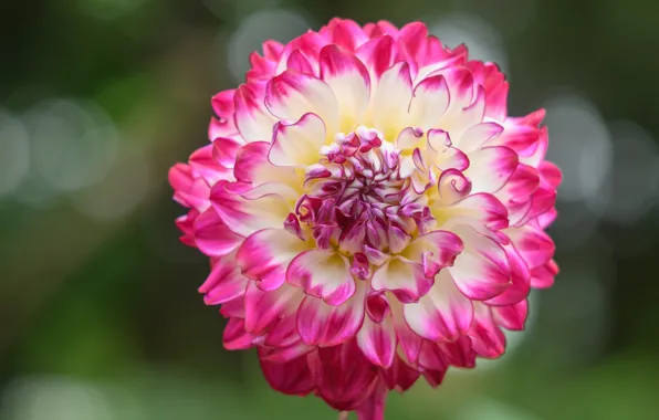 Flower, summer, macro, background, pink, petals, Dahlia, bokeh