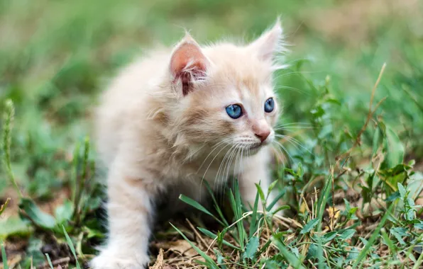 Grass, baby, red, kitty, blue eyes, bokeh