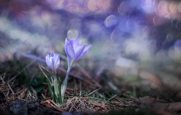 Krokus, bokeh, saffron