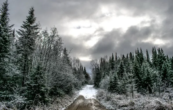 Winter, road, forest