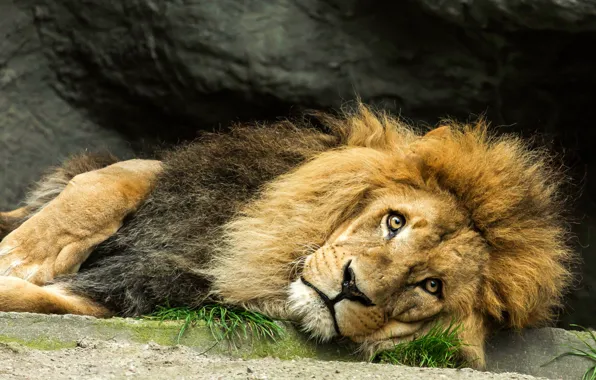 Picture look, the dark background, stones, Leo, lies