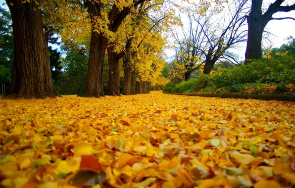 Road, autumn, forest, leaves, trees, nature, Park, colors