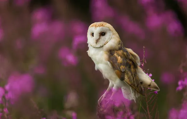 Look, flowers, owl, bird, glade, bokeh, the barn owl