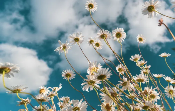 Picture the sky, chamomile, stems