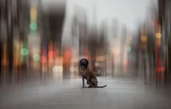 Picture the city, dog, bokeh