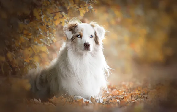 Picture autumn, look, leaves, branches, portrait, dog, bokeh, Australian shepherd
