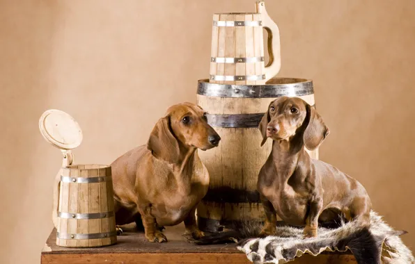 Dog, skin, pair, Dachshund, mugs, barrel