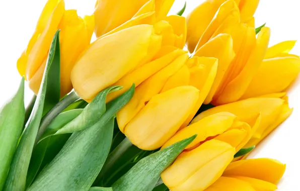 Picture leaves, flowers, bright, beauty, bouquet, petals, tulips, yellow