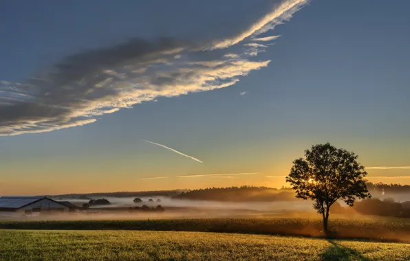 Picture field, trees, sunset, fog