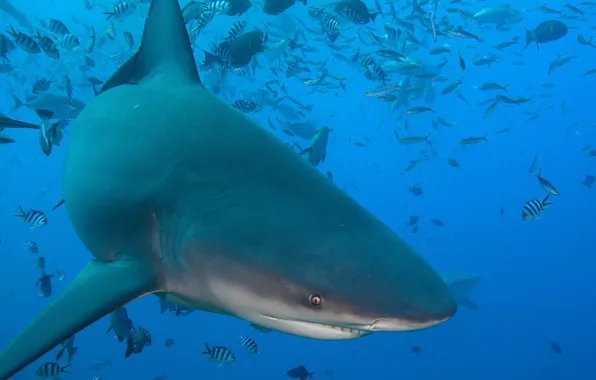 Water, fish, the ocean, shark, under water